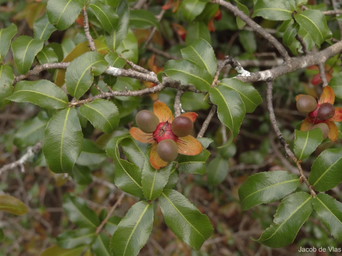 Ochna lanceolata Spreng.